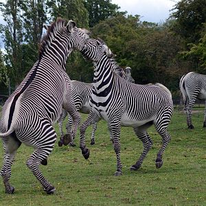 GREVY'S ZEBRA