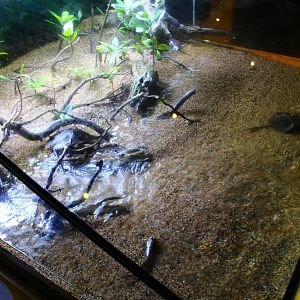 SEA Aquarium - Sea Monsters Past and Present (seasonal display)