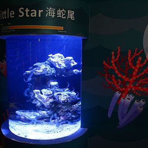 SEA Aquarium - Sea Monsters Past and Present (seasonal display)