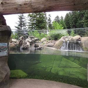 Watershed Heroes - North American River Otter Exhibit