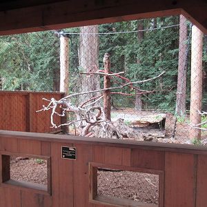 Raptor Aviary - Northern Spotted Owl/North American Porcupine Exhibit