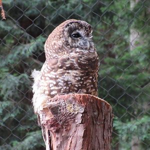 Raptor Aviary - Northern Spotted Owl