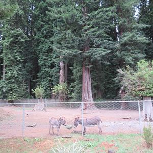 Sicilian Donkey Exhibit