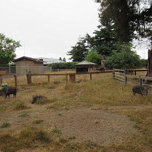 Chacoan Peccary Exhibit