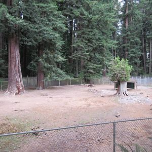 Sicilian Donkey Exhibit (they rotate with the Yaks)