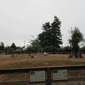 Chacoan Peccary/Greater Rhea Exhibit