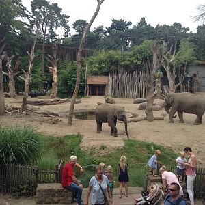 Main Elephant Paddock