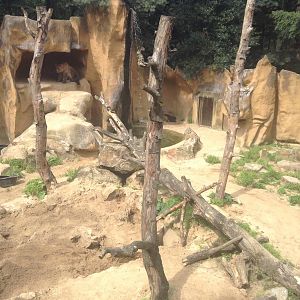 Brown Bear Exhibit