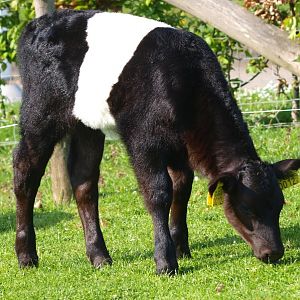 Calf of Dutch belted cow (May 2nd, 2015)