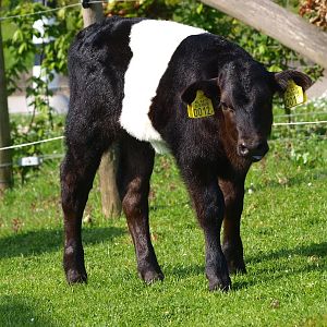 Calf of Dutch belted cow (May 2nd, 2015)