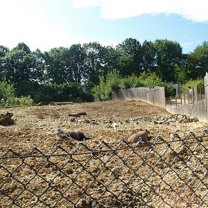 GaiaZoo History: Wild boar enclosure (No longer there)