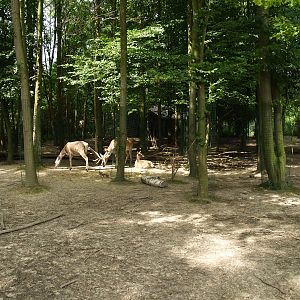 GaiaZoo History: Bactrian deer forest (No longer there)