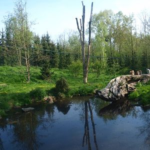 Eurasian lynx exhibit (May 2nd, 2015)