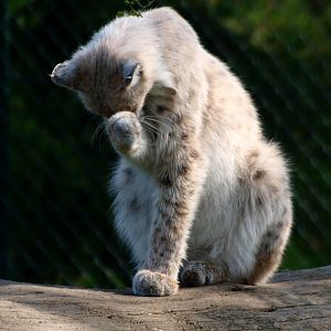 Lightly colored Eurasian lynx (May 2nd, 2015)