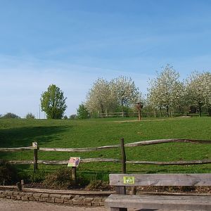 Dutch belted cow pasture (May 2nd, 2015)