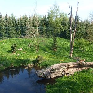 Eurasian lynx exhibit (May 2nd, 2015)