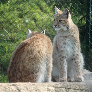 Eurasian lynxes (May 2nd, 2015)