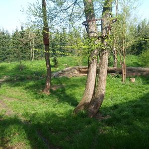 Eurasian lynx exhibit (May 2nd, 2015)