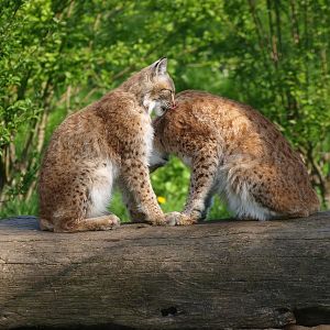 Eurasian lynxes (May 2nd, 2015)