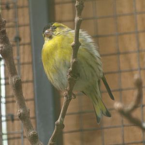 European siskin (May 2nd, 2015)