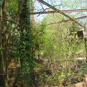 Great grey owl aviary (May 2nd, 2015)
