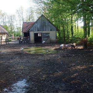 Pig enclosure (May 2nd, 2015)