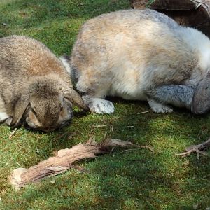Bunnies! (May 2nd, 2015)
