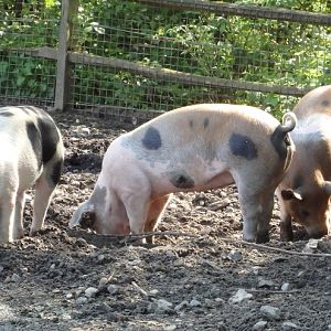 Livar/Limburg monastery pigs (May 2nd, 2015)