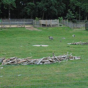 More logs than animals!! Capybara enclosure 2015.