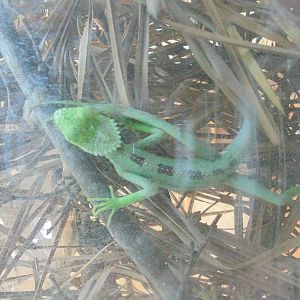 Juvenile Casqued Iguana 2015.