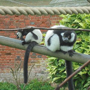 Black and White Ruffed Lemur - "hole in youngster" 2105.