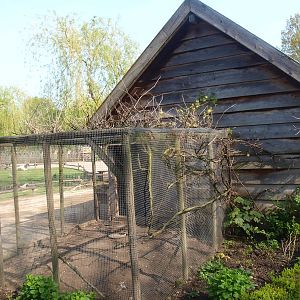 Chicken barn aviary (May 2nd, 2015)