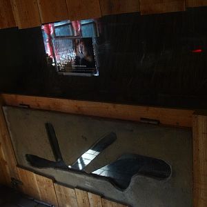 European hamster exhibit (May 2nd, 2015)