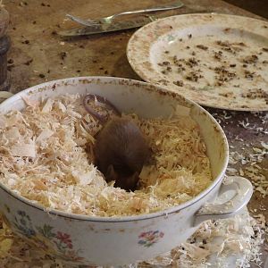 Mouse in the bowl (May 2nd, 2015)