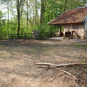 Dutch belted cow pen (May 2nd, 2015)