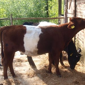 Dutch belted cows (May 2nd, 2015)
