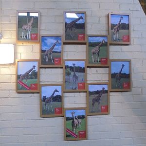 Giraffe Signage 2015.