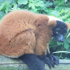 Red Ruffed Lemur 2015