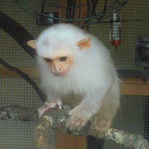 Silvery Marmoset 2015.
