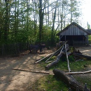 Miniature donkey paddock (May 2nd, 2015)