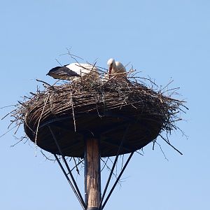 Stork nest (May 2nd, 2015)