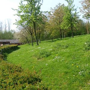 Shetland pony meadow (May 2nd, 2015)