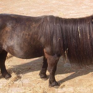 Shetland pony (May 2nd, 2015)