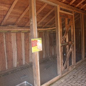 Old Dutch Gull pigeon aviary (May 2nd, 2015)