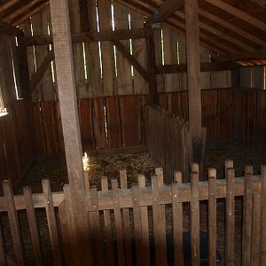 Shetland pony (May 2nd, 2015)