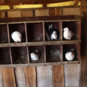 Old Dutch Gull pigeon nests (May 2nd, 2015)