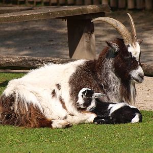 Dutch Landrace goat (May 2nd, 2015)