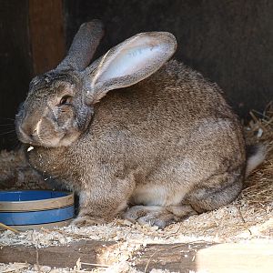 Flemish giant rabbit (May 2nd, 2015)