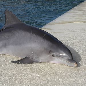 Mira Mar the dolphin.
