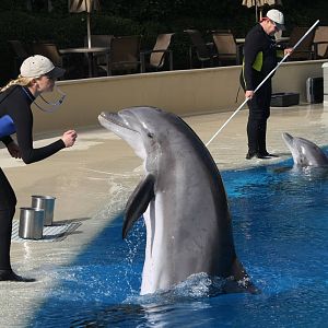 Dolphin Training.